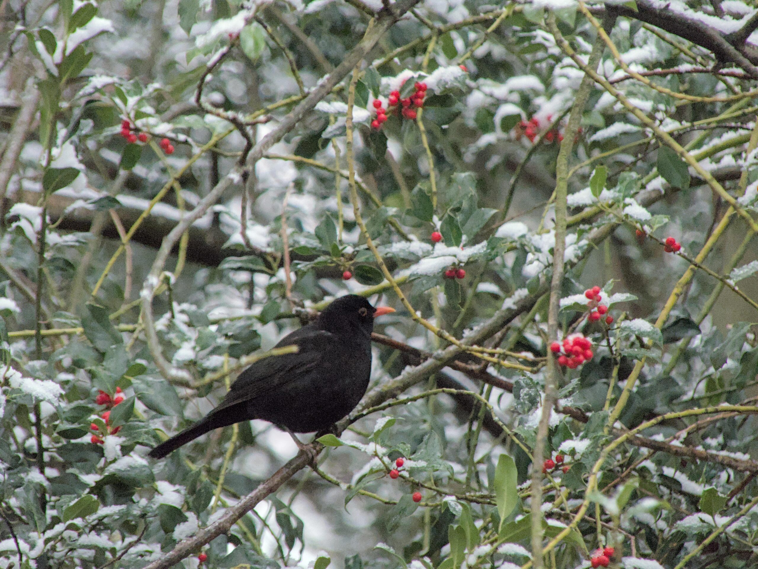 Schon gewusst… wie einfach du Tieren im Winter helfen kannst?